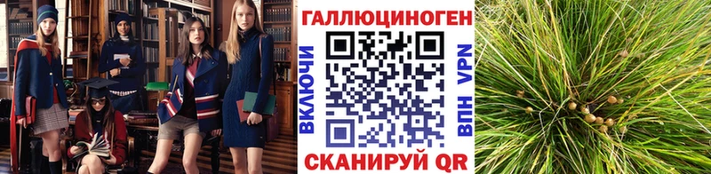 Галлюциногенные грибы GOLDEN TEACHER  ОМГ ОМГ онион  Берёзовка 